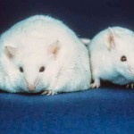 A New Understanding of an Old "Obesity Gene"