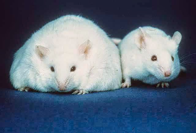 A New Understanding of an Old "Obesity Gene"