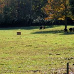 Spreading Oaks Farms Has Happy Cows!