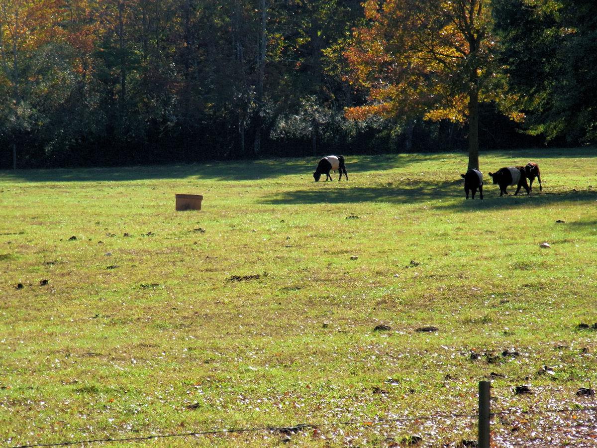 Spreading Oaks Farms Has Happy Cows!