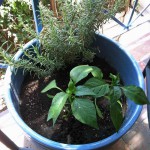 My cousin gave me two jalapeño plants leftover from her new…