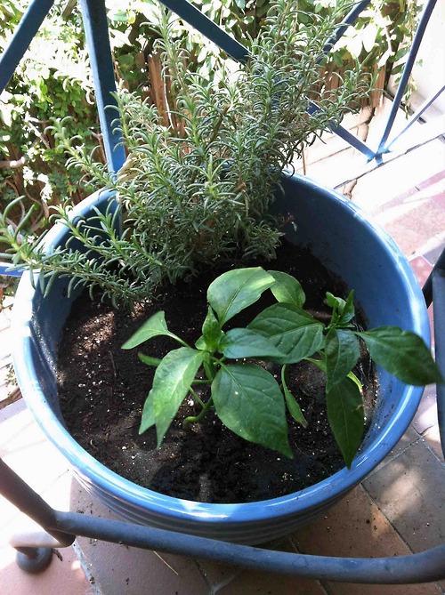 My cousin gave me two jalapeño plants leftover from her new…